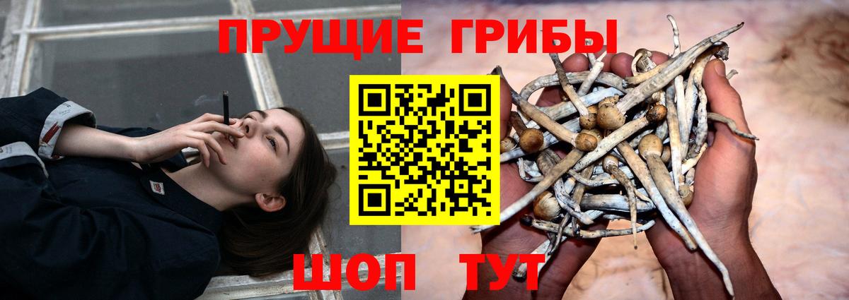 Псилоцибиновые грибы Psilocybe  Галлюциногенные грибы Psilocybine cubensis  Северск  наркотики  Вход с VPN 